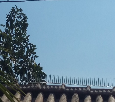 Gallery Image 11